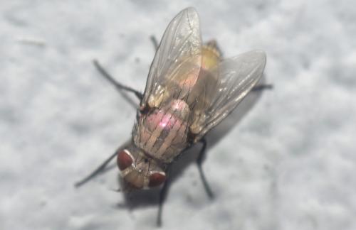 Calliphorinae